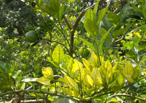 Huanglongbing Citrus Greening Y El Ps Lido Asi Tico