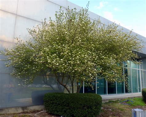 Walters Viburnum Trimmed As Tree Viburnum Backyard Landscaping Plants