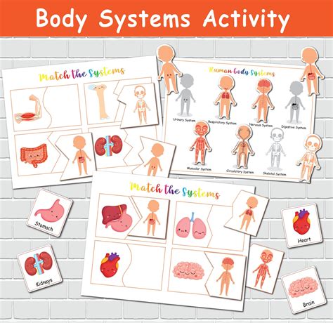 Human Body Systems Games MS LS1 3 No Prep Test Review Activities For