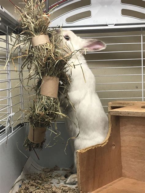 Rabbit Foraging Enrichment Hay Hanging In Toilet Paper Rolls