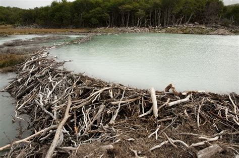 A beaver dam : interestingasfuck