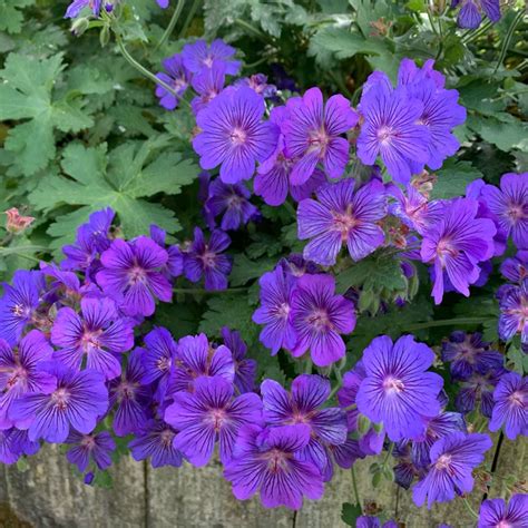 Geranium Johnsons Blue Cranesbill Johnsons Blue Uploaded By Trina