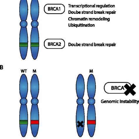 Pdf Brca And Brca Mutations And Treatment Strategies For Breast Cancer