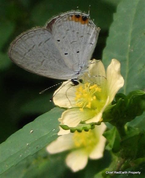 chilades parrhassius  chief redearth   july