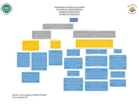 Mapa Conceptual De Las Glándulas Suprarrenales Wendy Puentes Udocz