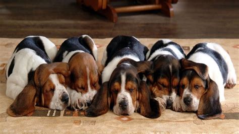 Cutest Basset Hound Puppies Most Adorable Basset Hound Puppies