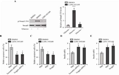 Noggin Regulated Ins‐1 Cell Apoptosis And Function Via Smad Signaling Download Scientific