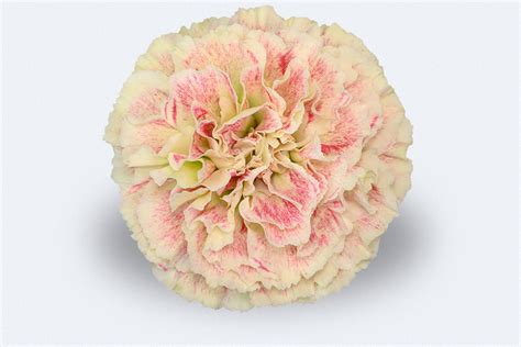 Colombia Direct Heidi Carnations