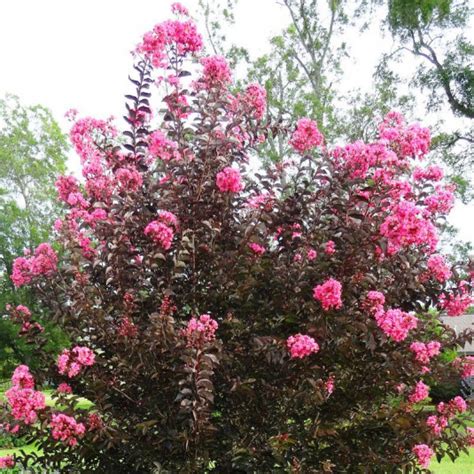 Lagerstroemia Indica Rhapsody In Pink Vente Lilas Des Indes Pourpre