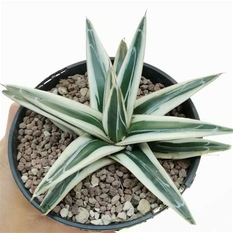 Agave Victoriae Reginae White Rhino 13 Cm Agavaceae Giromagi