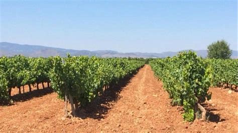 Venta de viñedo en la DO Cariñena con 173 ha Rimontgó