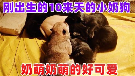 刚出生的10来天的小奶狗，奶萌奶萌的好可爱 Youtube