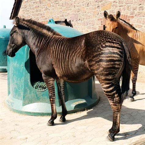 A zorse is an animal hybrid that's a cross between a horse and zebra ...