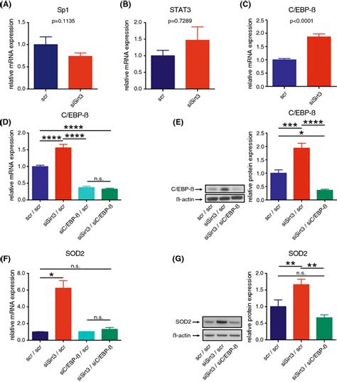 Transcriptional Induction Of Sod Upon Transient Knockdown Of Sirt Is