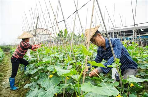 漳州新增四个省级农业农村标准化示范区