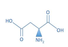 Aspartic Acid Function Structure Benefits Study