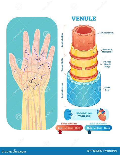 Venule Anatomical Vector Illustration Cross Section Circulatory System