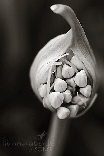 17 Best Images About Black And White Flower Photography On Pinterest