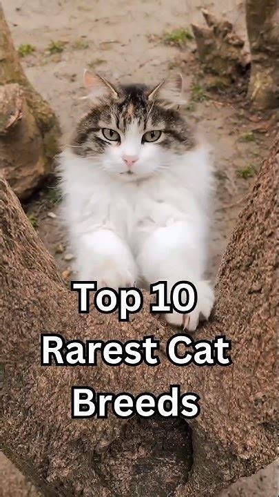 Top 10 Rarest Cat Breeds In The World 🐈 Shorts Youtube