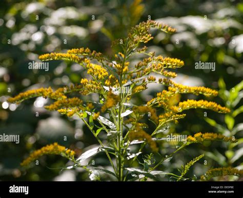 Solidago canadensis Canada golden-rod, Canada goldenrod an invasive ...