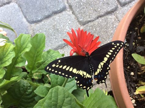 Raising Black Swallowtail Butterflies