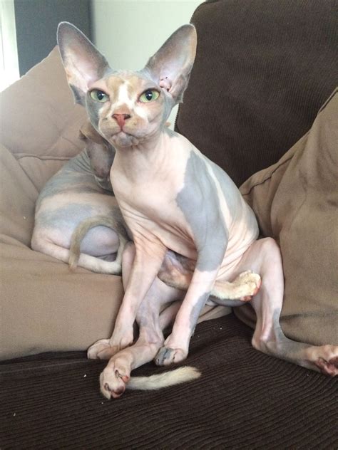 Sphynx Cute Cats Oriental Cat Cat Breeds