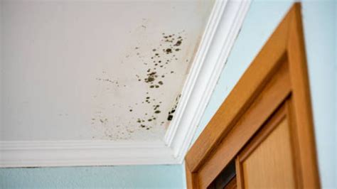 10 Effective Ways To Stop Mold Growth Before It Starts