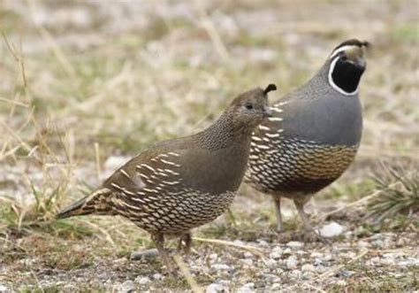 How To Tell A Male Female Quail Apart Cuteness