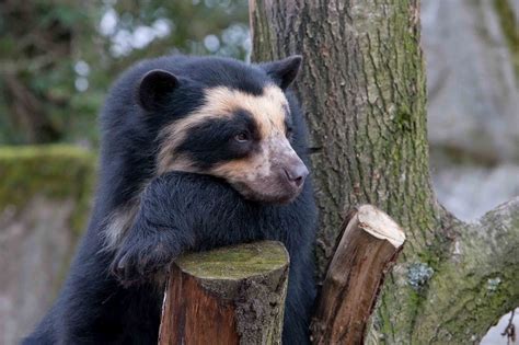 Spectacled Bear The Life Of Animals Spectacled Bear Animals Bear