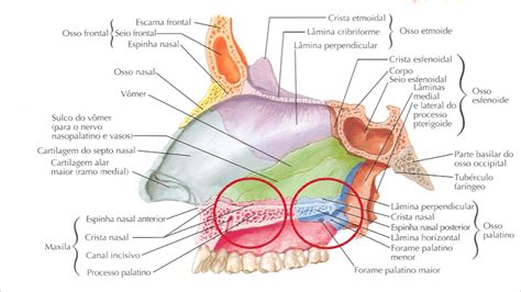 Anatomia Da Cavidade Nasal RETOEDU