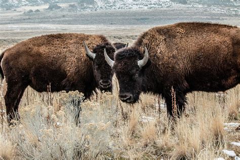 Antelope Island Bison Photograph by Teresa Wilson