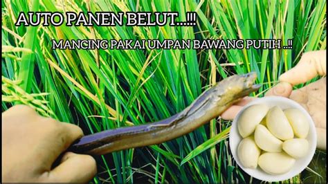 GANAS Banget Mancing Belut Pakai Umpan Bawang Putih YouTube