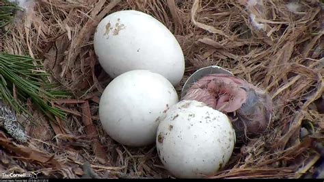 Amazing Hatch Footage First Red Tailed Hawk Chick I1 Hatches April 29 2019 Youtube