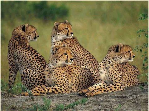 Breeding cheetahs is hard - Cheetah Conservation Fund Canada