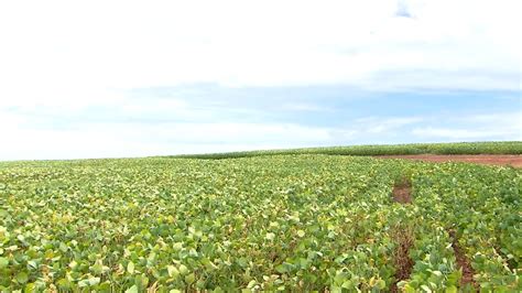 Press O De Lagartas Em In Cio De Safra De Soja Indica Desafios Agro