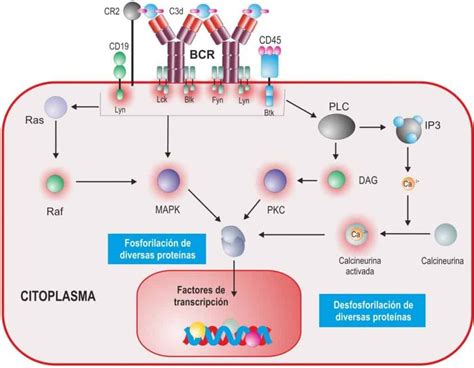 Inmunoglobulinas V Procesamiento De RNA Receptor Del Linfocito B