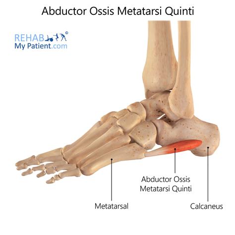 Abductor Digiti Minimi Foot Pain