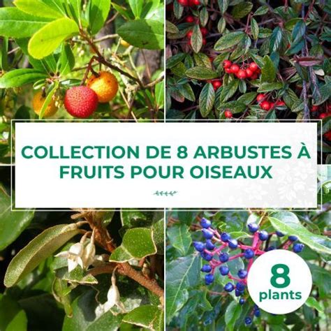 Arbustes à fruits pour oiseaux Vente de plantes Pépinières Naudet