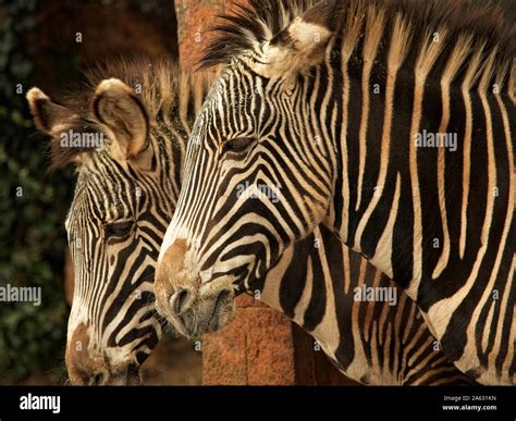 Grévy's zebra or royal zebra (Equus grevyi) It is the largest zebra ...