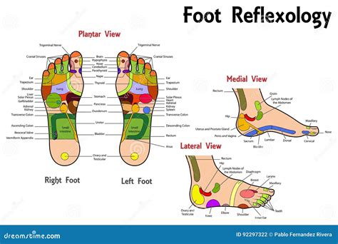 Reflexology Foot Chart Stock Vector Illustration Of Feet