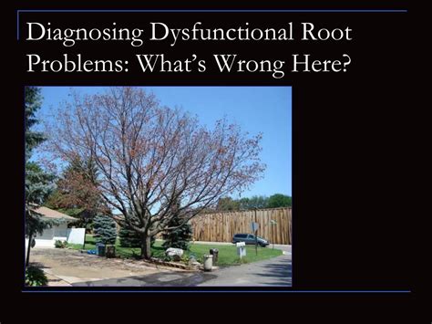 Ppt Dysfunctional Root Systems And Brief Landscape Lives Stem