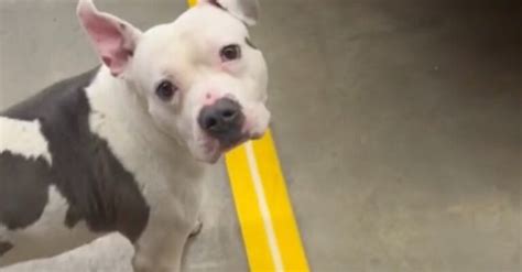 Incroyable vidéo un Pitbull abandonné découvre amour et refuge dans