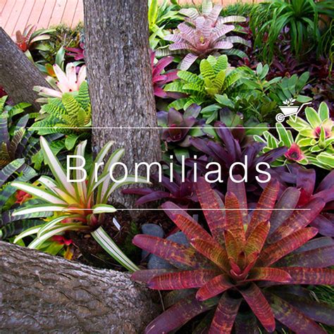 Bromeliads Collection: Unique & Colorful Plants | MyBageecha