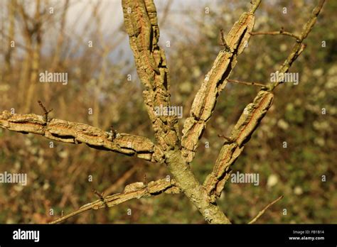 English Elm Hi Res Stock Photography And Images Alamy
