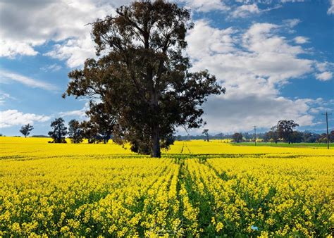 Goulburns Golden Blanket Photographing Canola Season In The Valley