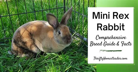 Mini Rex Rabbit Comprehensive Breed Guide And Facts