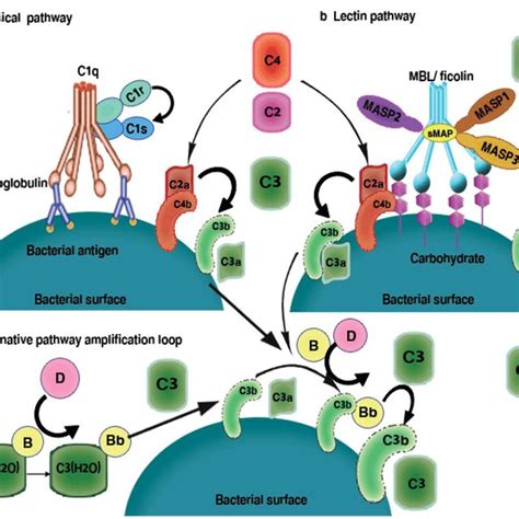 Staphylococcus Aureus Virulence Factors Download Scientific Diagram