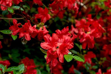 Cómo cultivar y cuidar los arbustos de azalea Stewartstonian BestHome365