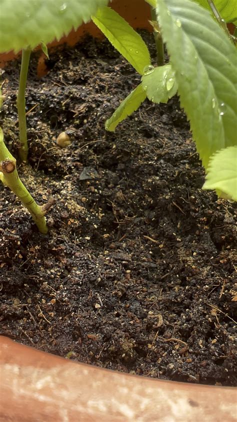 Help! Are these tiny white mites in the soil bad for my rose plants ...