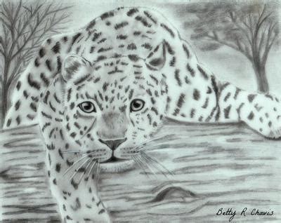 pencil drawing of a leopard